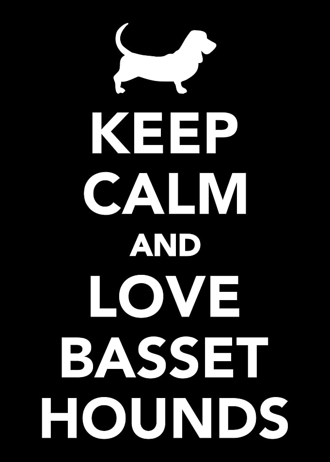 Basset Hound