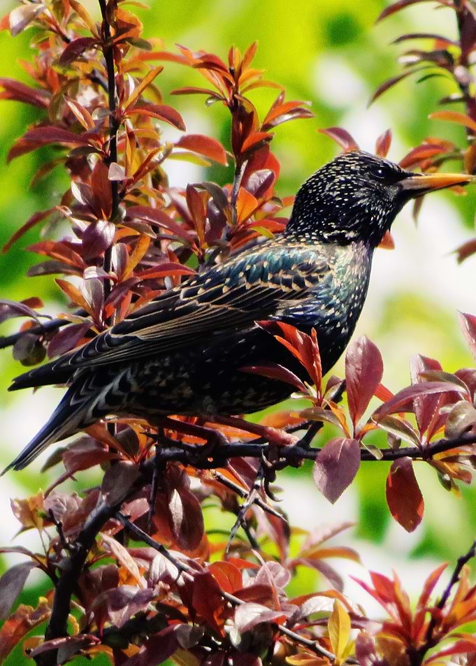 European Starling bird
