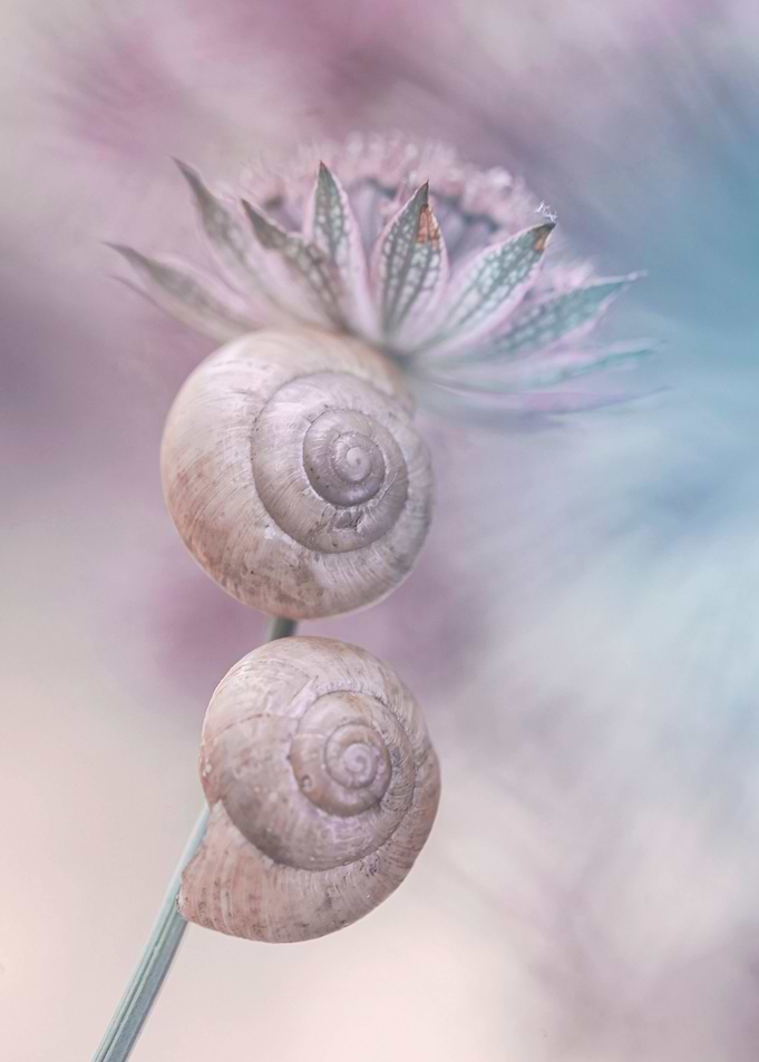 Floral composition