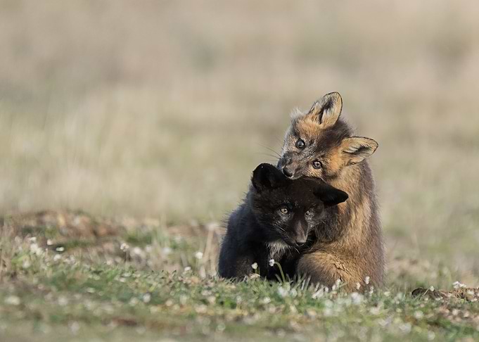 Animal Fox