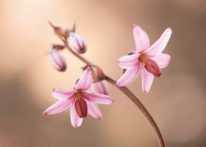 Floral composition