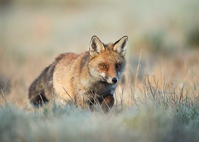 Animal Fox