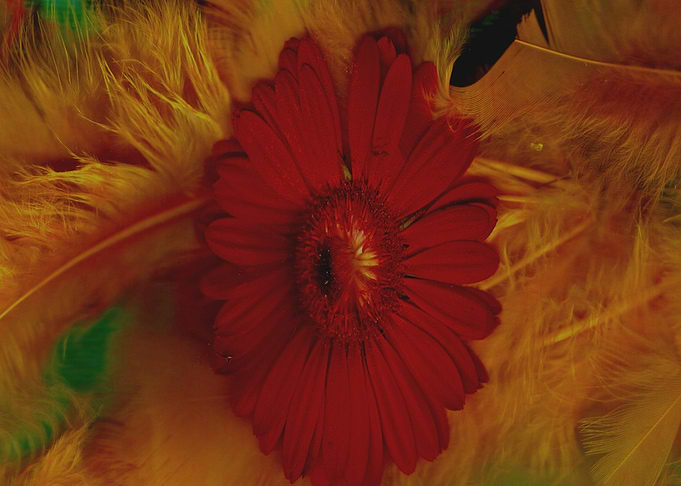 flowers in the soft