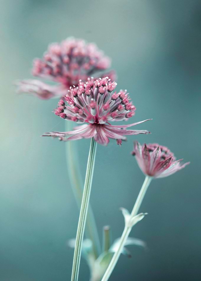 Floral composition