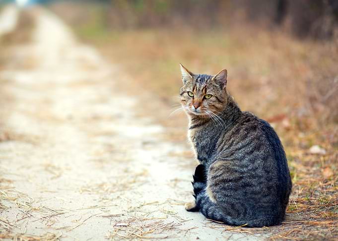 Animals Autumn Beautiful B