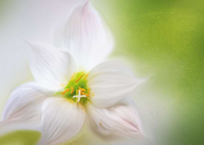 white minimalistic flower