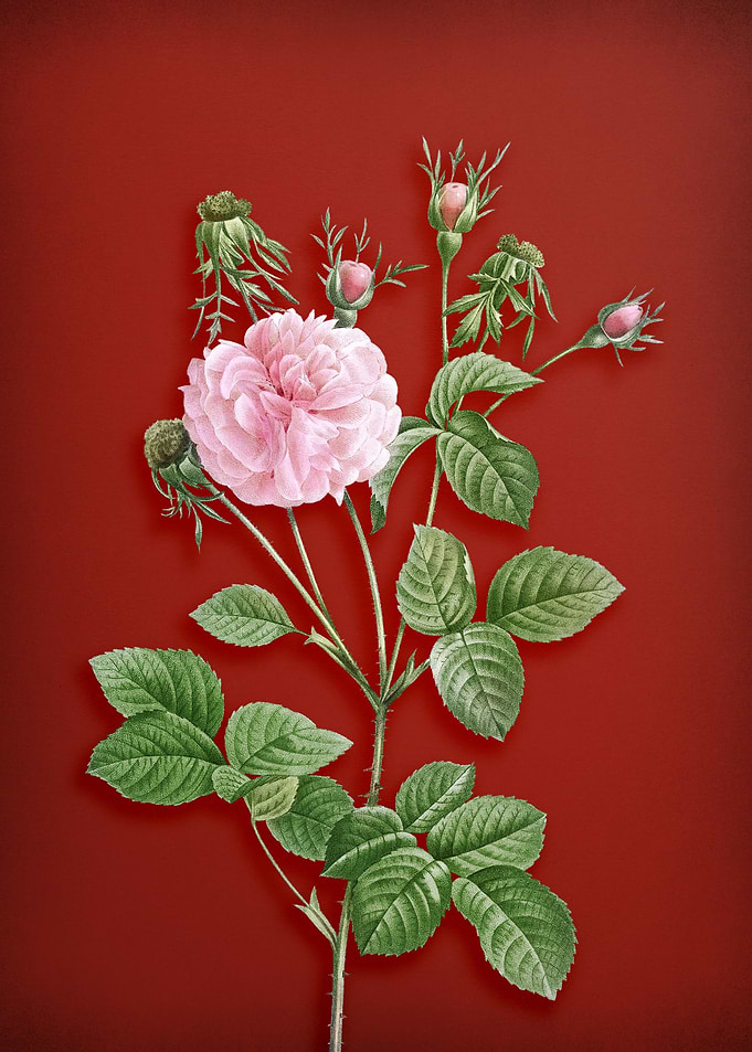 Pink Agatha Rose on Red
