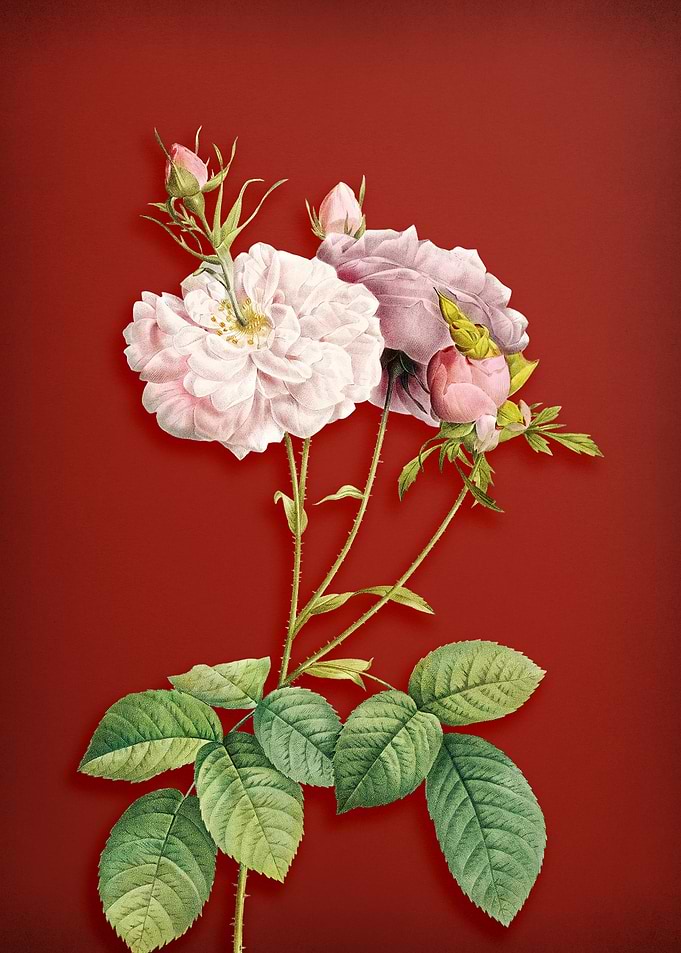 Damask Rose on Red