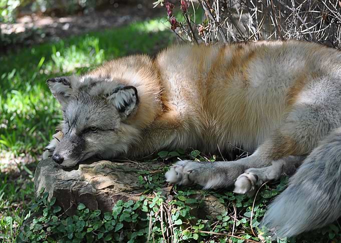 Animal Fox