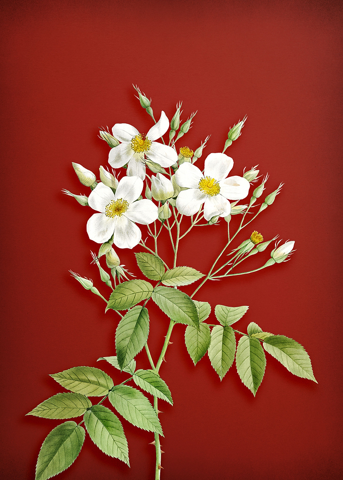 Musk Rose on Red