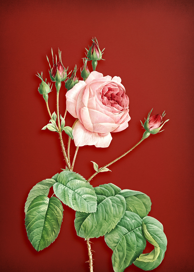 Cabbage Rose on Red