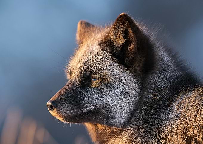 Animal Fox