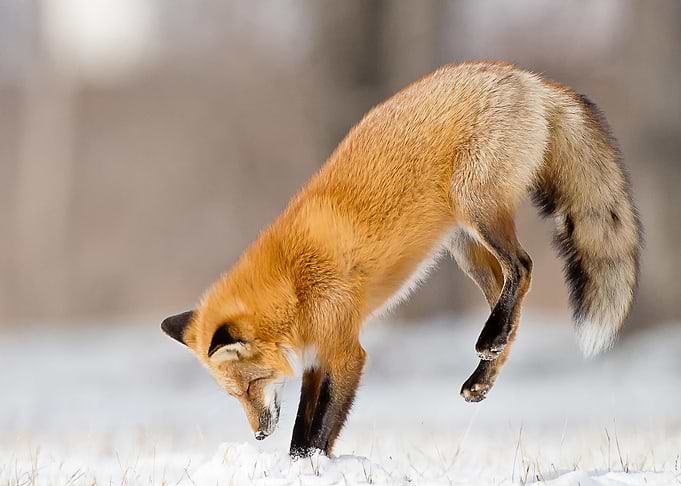 Animal Fox
