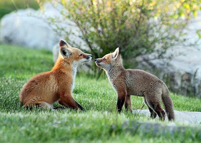Animal Fox