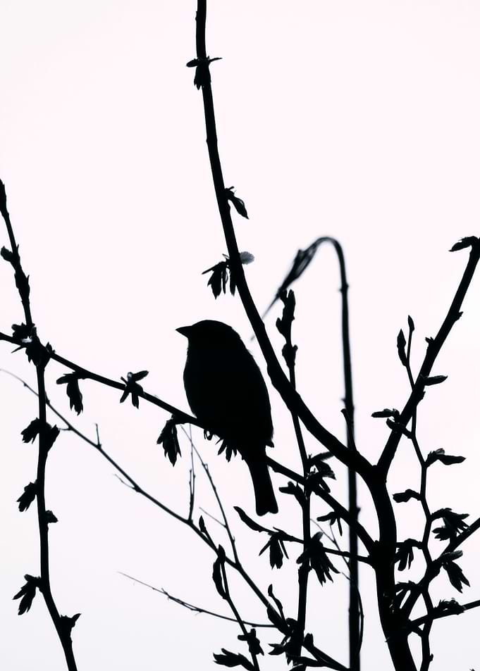Silhouette Bird