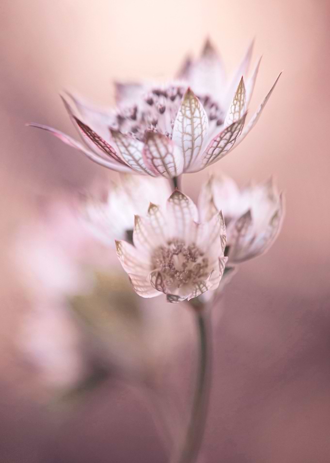 Floral composition