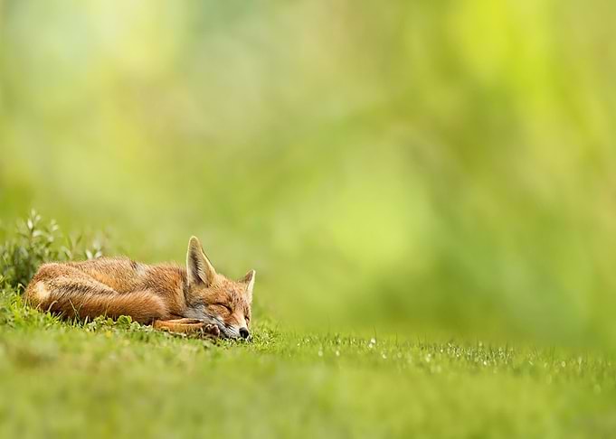 Animal Fox
