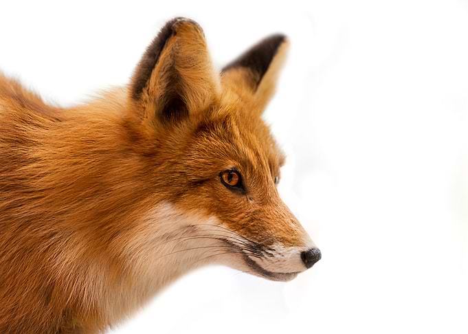 Animal Fox
