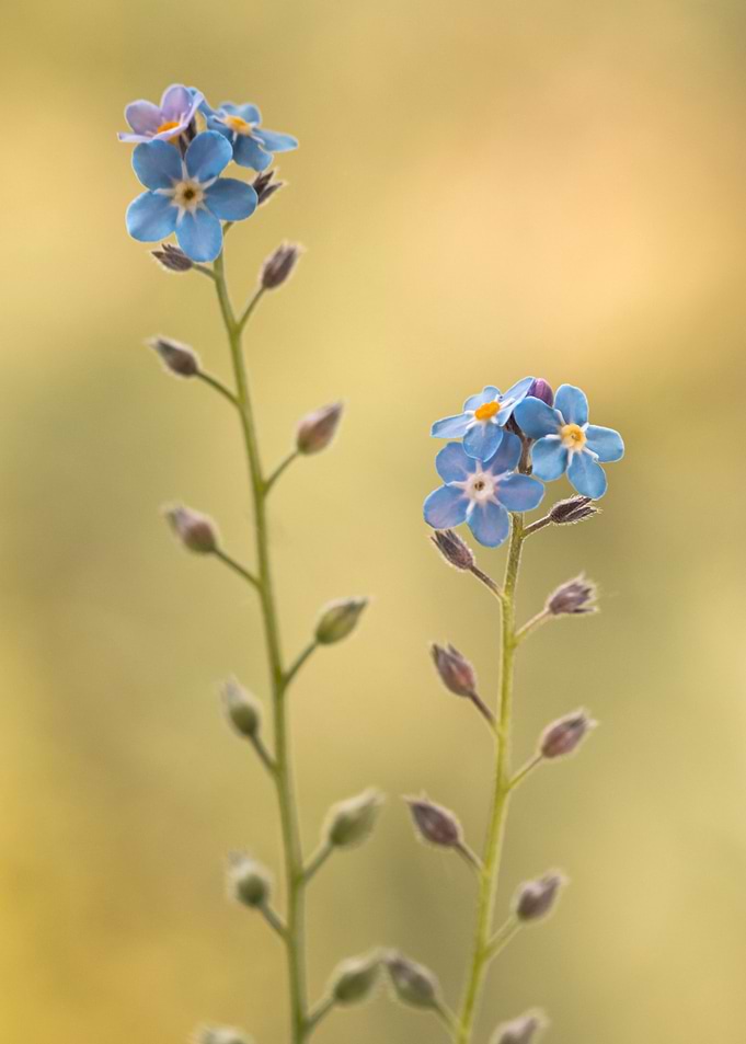 Floral composition