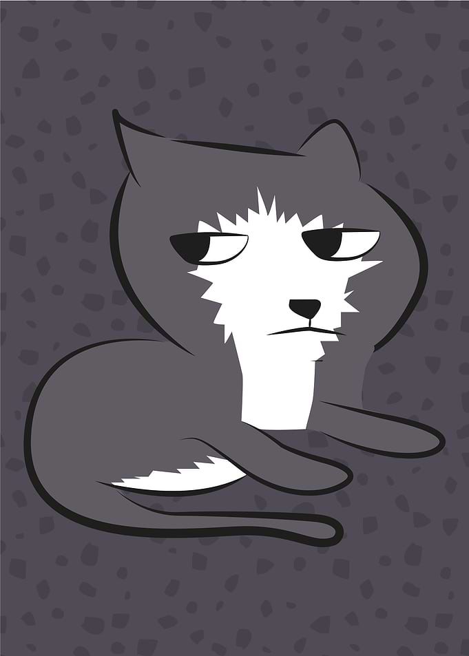 Not amused grey cat