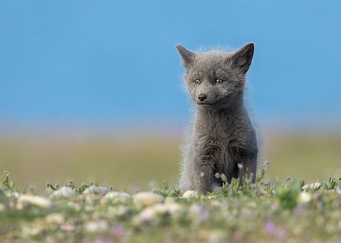 Animal Fox