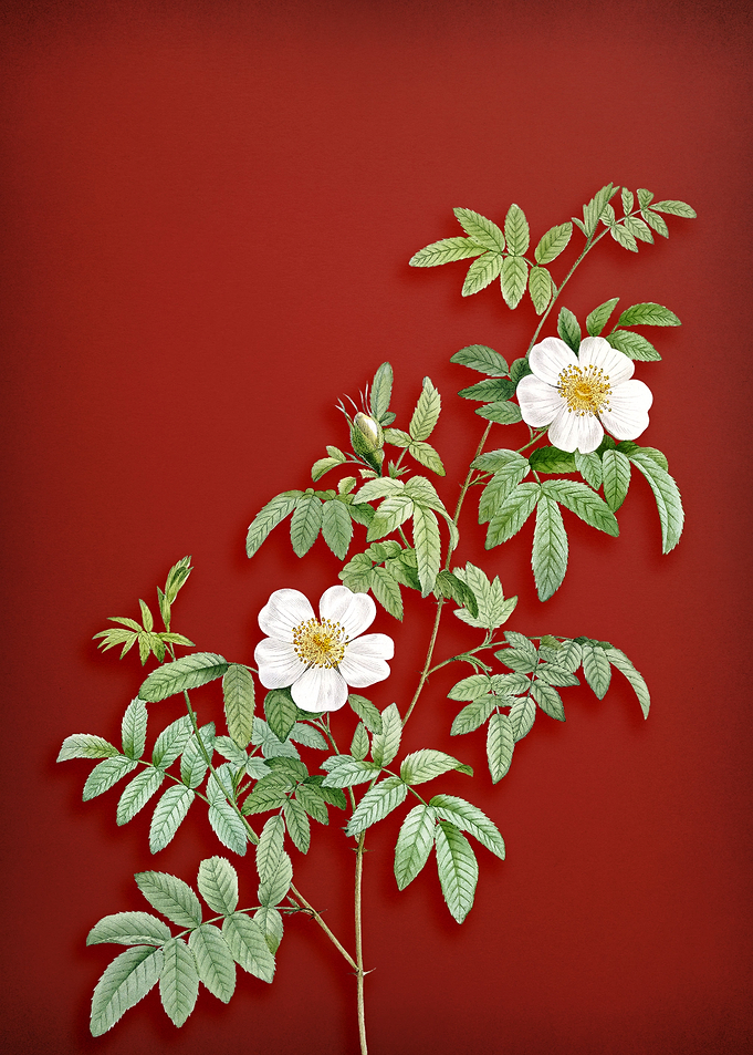Musk Rose on Red