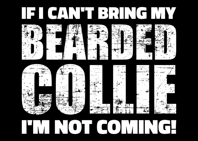 Bearded Collie
