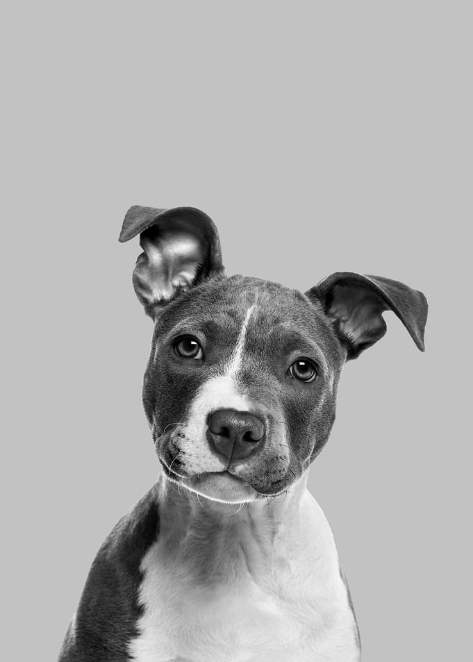 American staffordshire