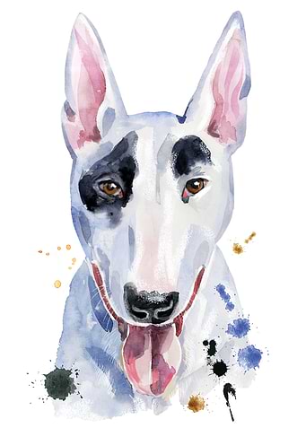 BULL TERRIER DOG