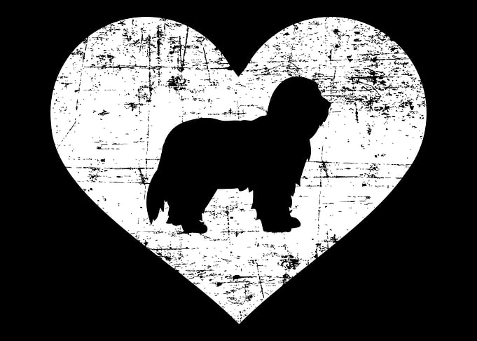 Bearded Collie