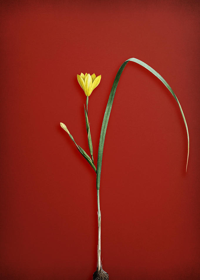 Cape Tulip on Red
