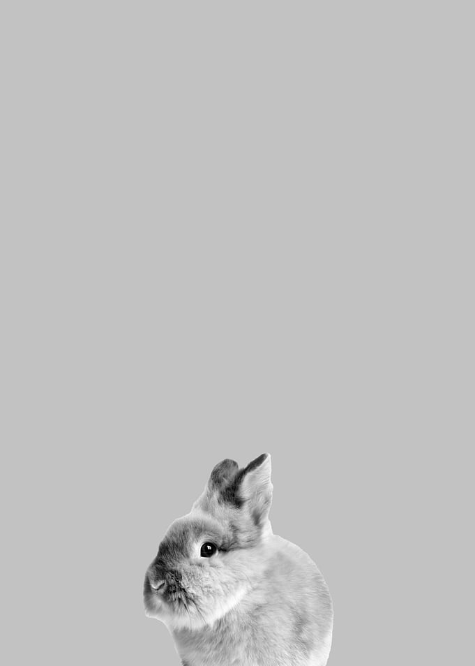 Cute rabbit