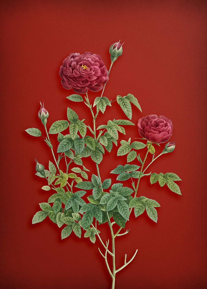 Burgundy Cabbage Rose