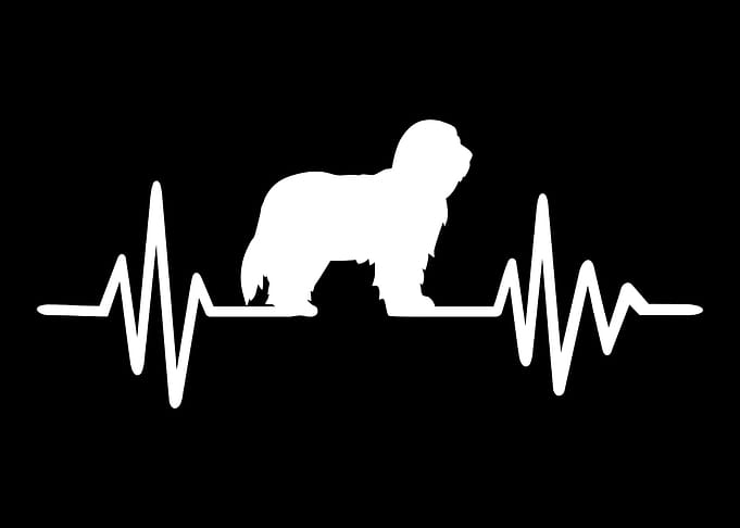 Bearded Collie