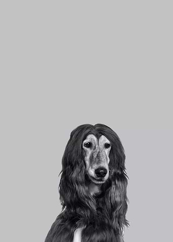 Afghan dog