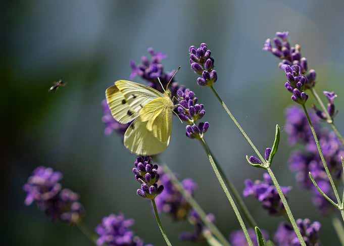Butterfly on Lavender