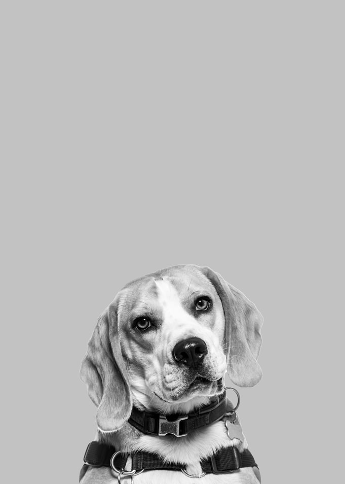 Beagle dog