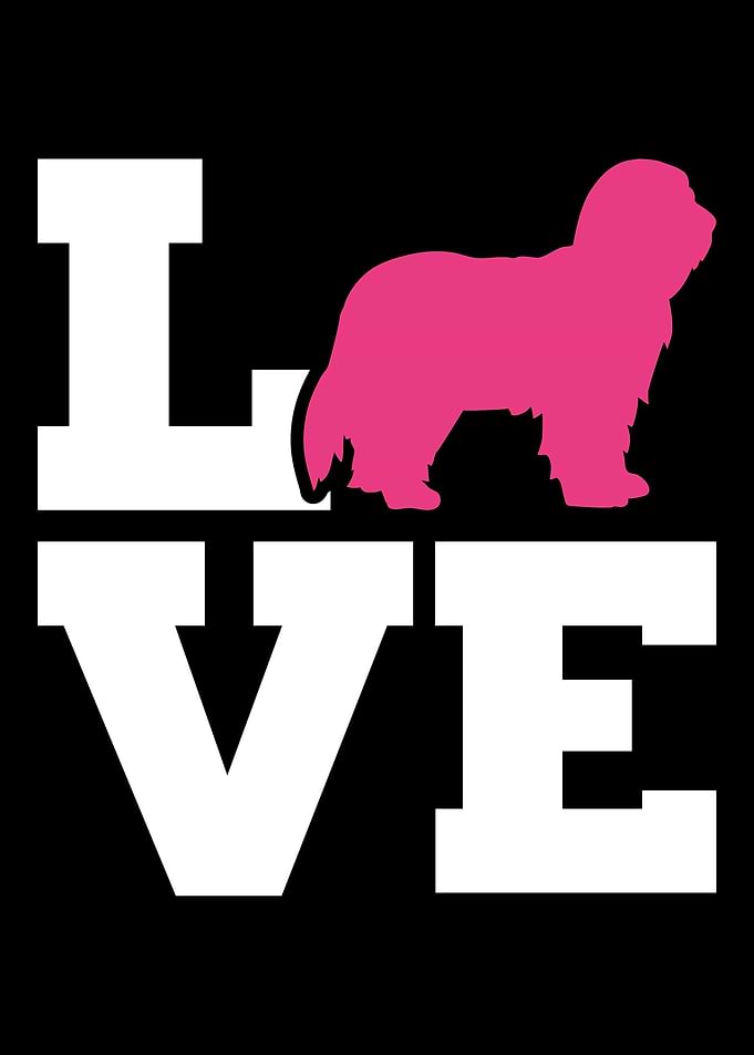Bearded Collie