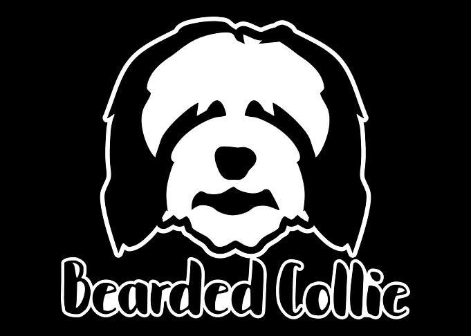 Bearded Collie