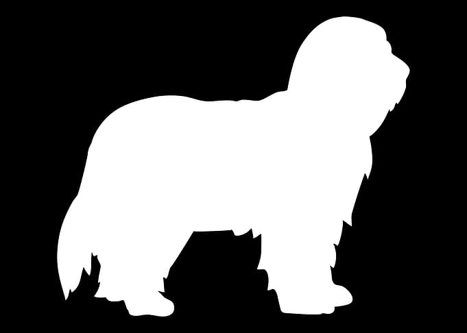 Bearded Collie