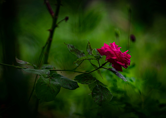 Red rose