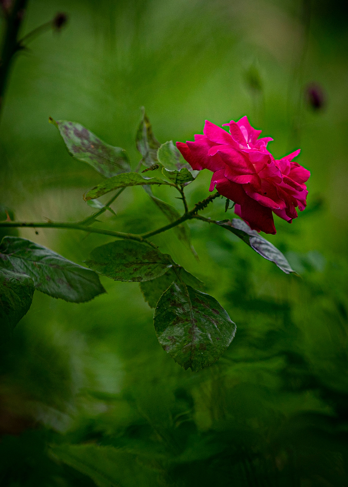 Beautiful Red Rose