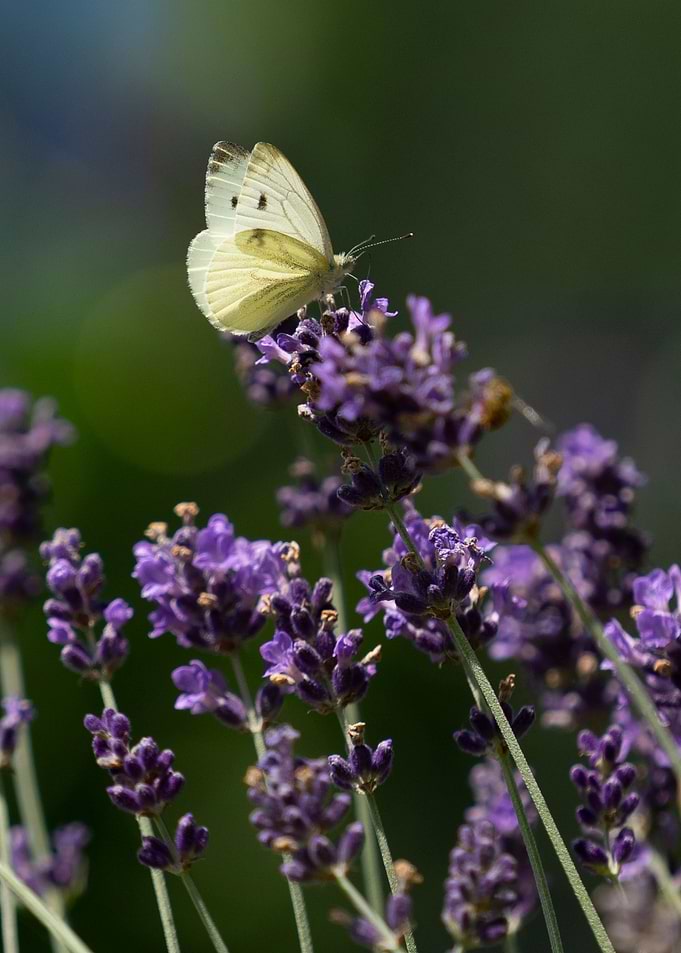 Butterfly on Lavender