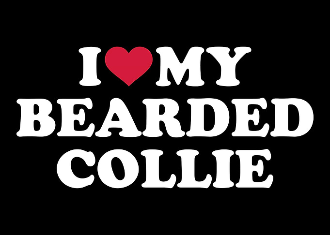 Bearded Collie