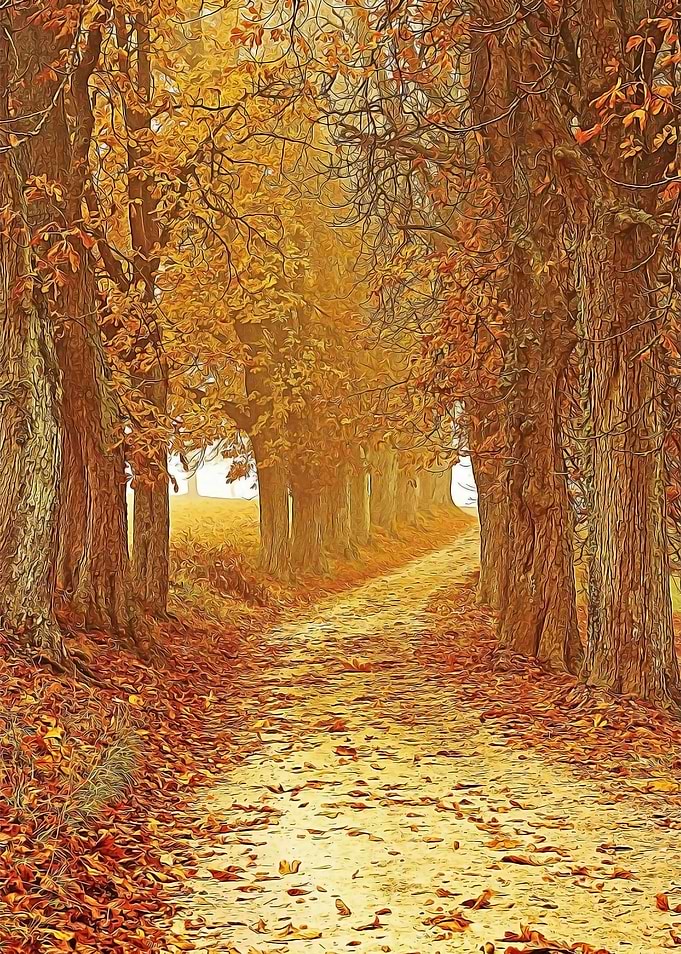 Forest Road