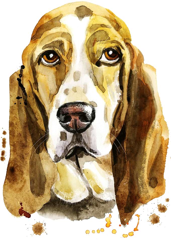 BASSET HOUND DOG