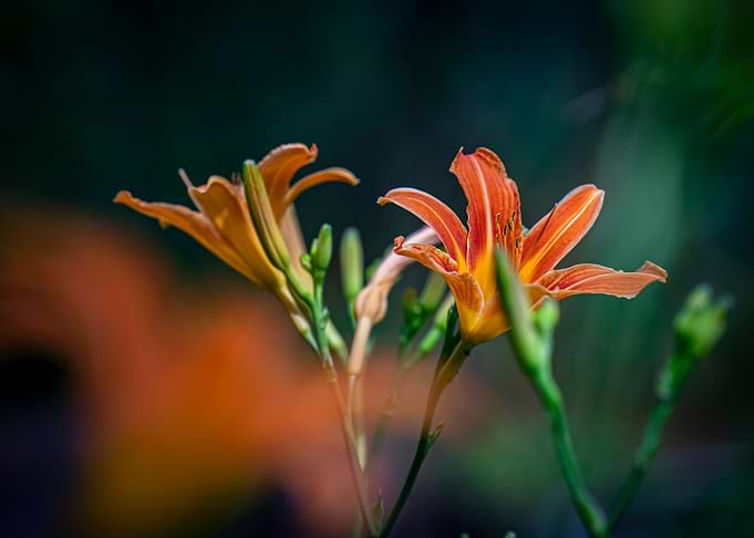 Flowers in the garden