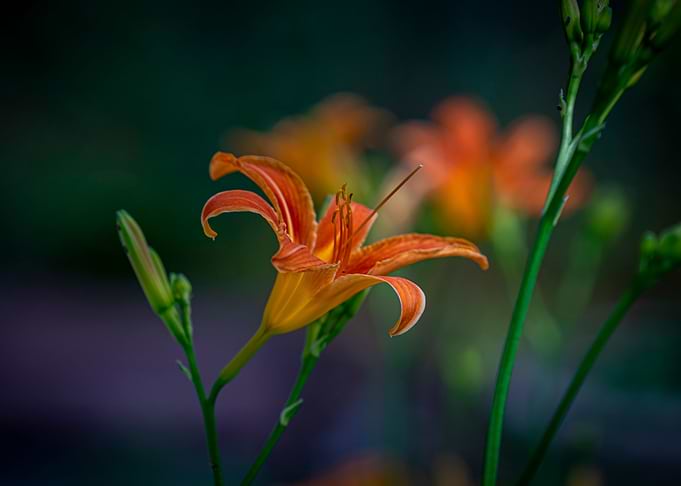Flowers in the garden