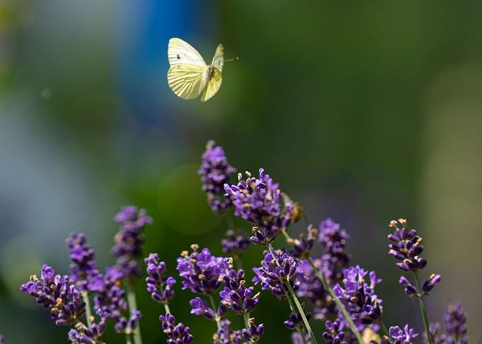 Butterfly on Lavender