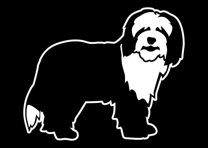 Bearded Collie